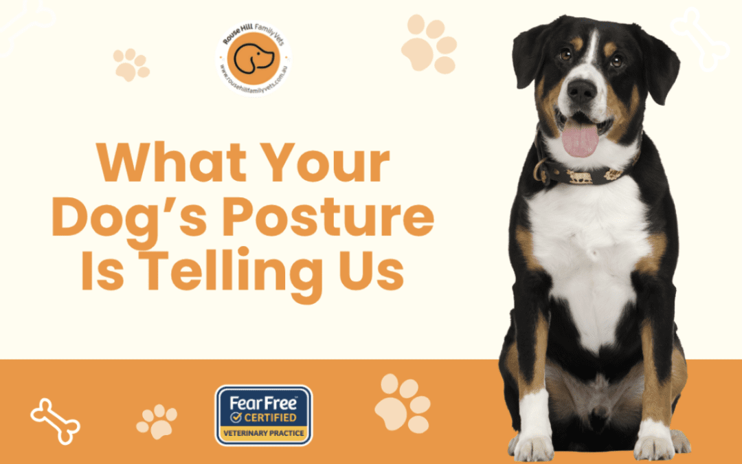 What Your Dog’s Posture Is Telling Us